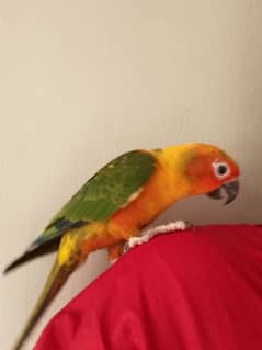 sun conure hand tamp toking parot