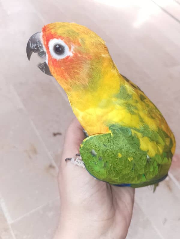 sun conure hand tamp toking parot 7