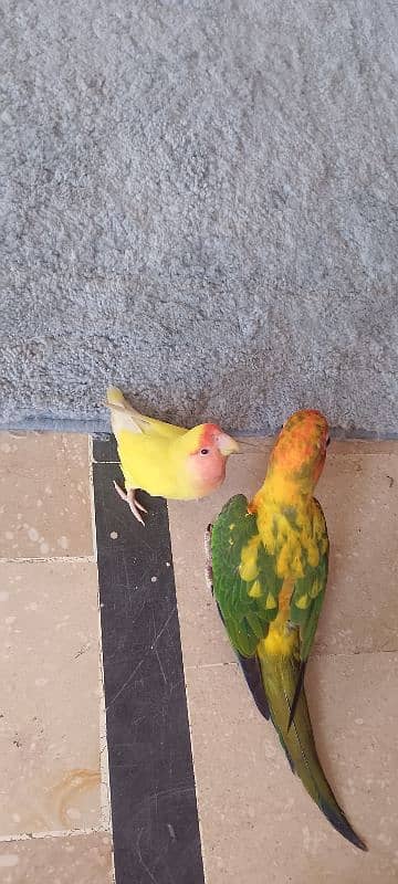 sun conure hand tamp toking parot 10