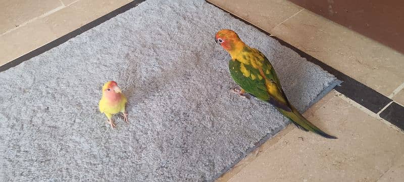 sun conure hand tamp toking parot 13