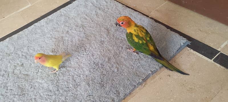 sun conure hand tamp toking parot 14