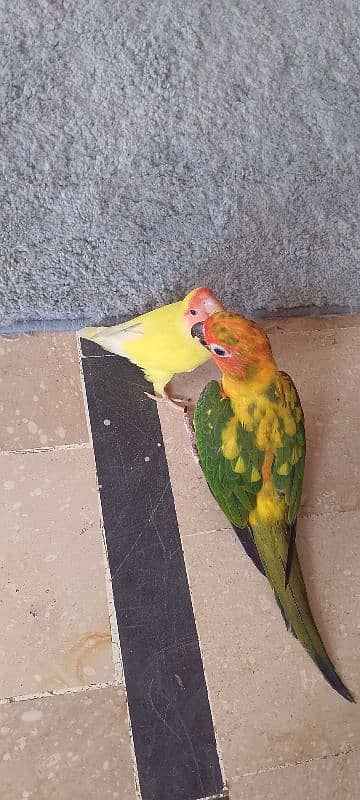 sun conure hand tamp toking parot 15