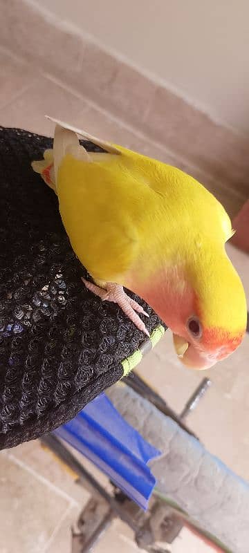 sun conure hand tamp toking parot 19