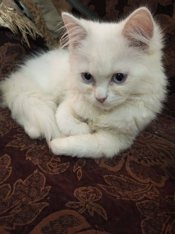 female kitten for sale 2