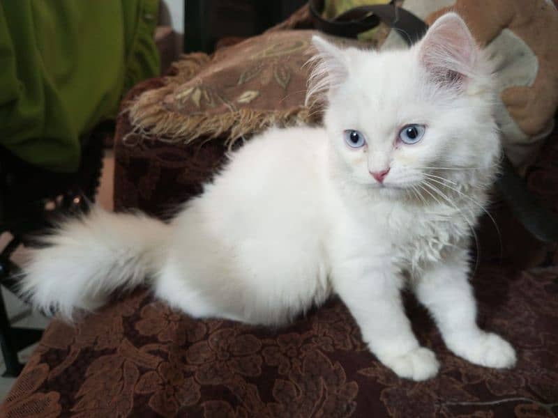 female kitten for sale 3