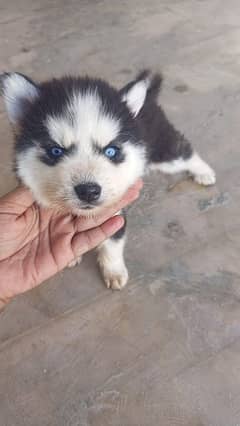 SIBERIAN HUSKY MALE