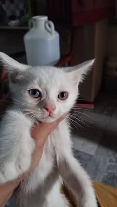 Persian Kitten  | white Kittens | semi punch face | cute