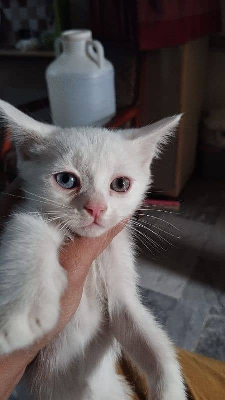 Persian Kitten  | white Kittens | semi punch face | cute 0