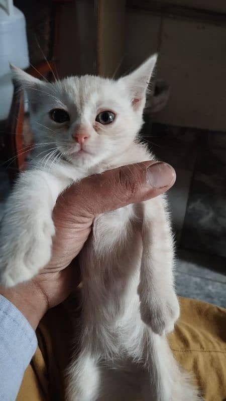 Persian Kitten  | white Kittens | semi punch face | cute 1