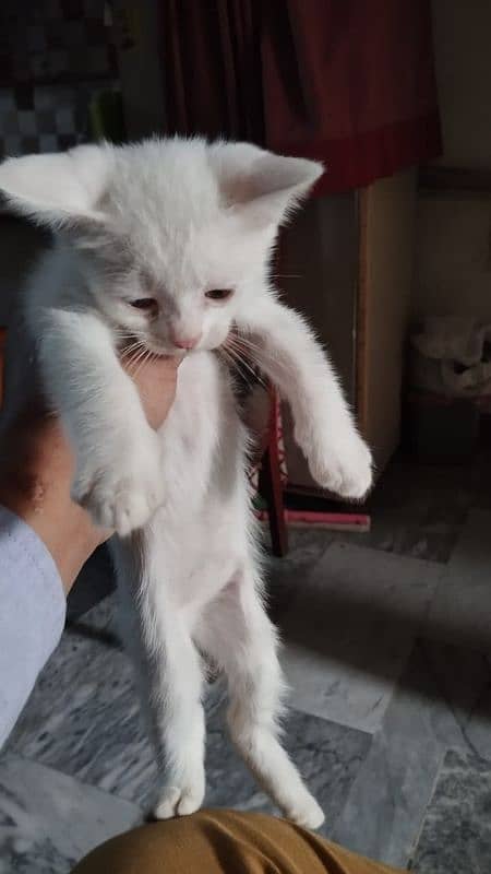 Persian Kitten  | white Kittens | semi punch face | cute 3