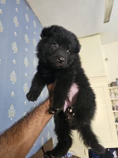 black german shepherd puppy.