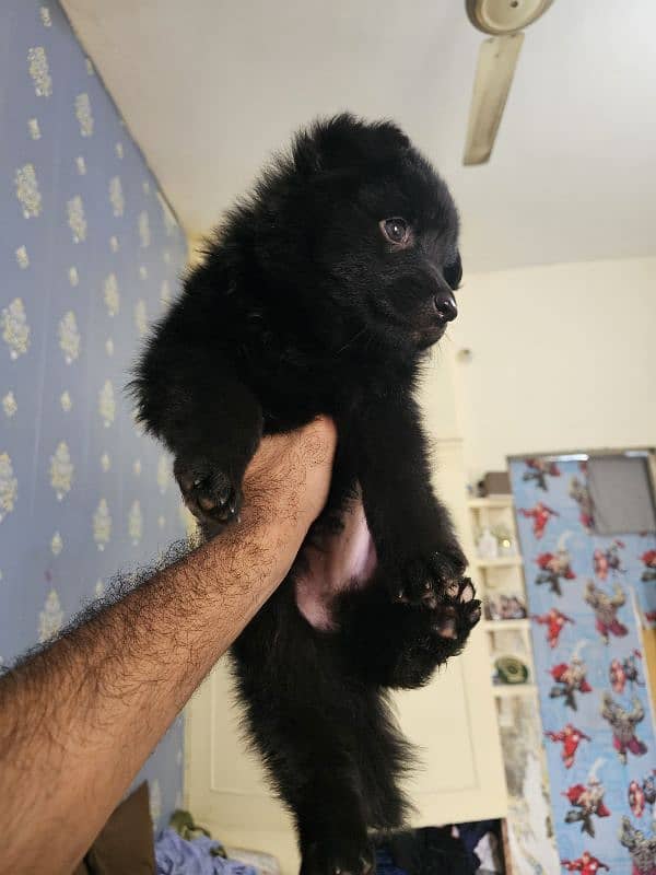 black german shepherd puppy. 1