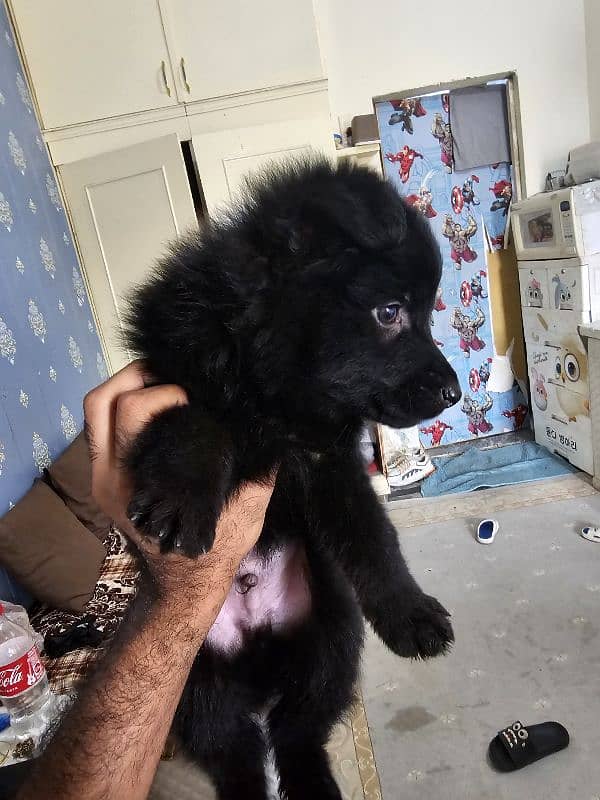 black german shepherd puppy. 3