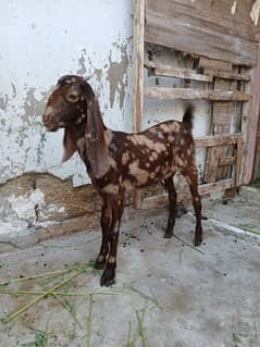 Bakri