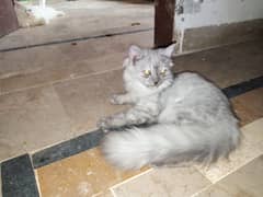 Persian Triple Coated Grey Male for Sale