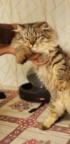 BROWN SIBERIAN MALE CAT EXTRA COAT