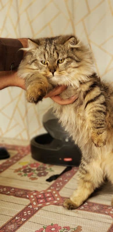 BROWN SIBERIAN MALE CAT EXTRA COAT 0