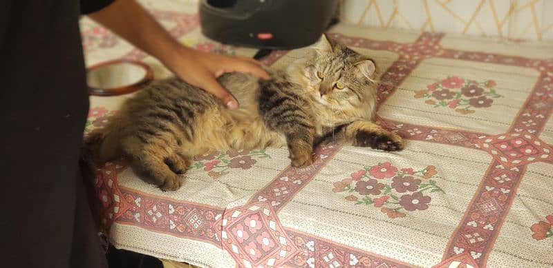 BROWN SIBERIAN MALE CAT EXTRA COAT 2