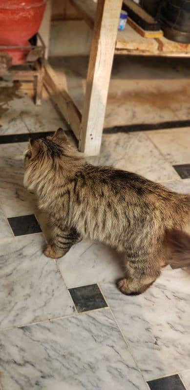 BROWN SIBERIAN MALE CAT EXTRA COAT 3