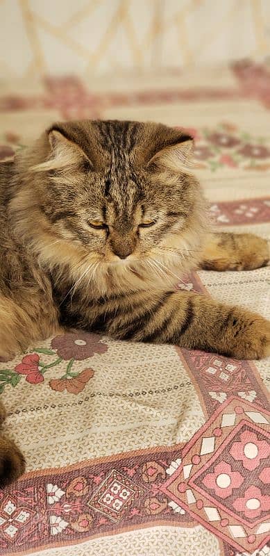 BROWN SIBERIAN MALE CAT EXTRA COAT 4