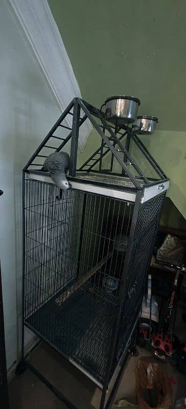 African Gray Huge Cage For Sale 2