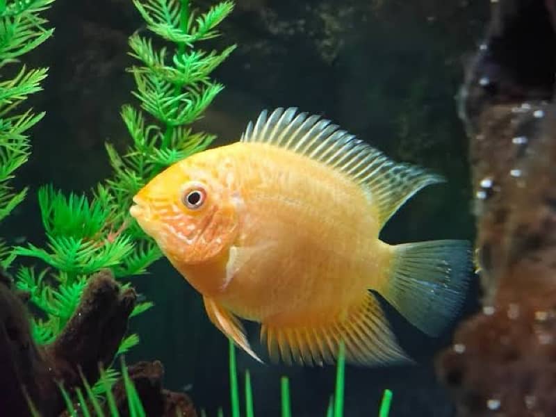 Angel , albino arowana , severum ,  duboisi ciclid , oscar 1