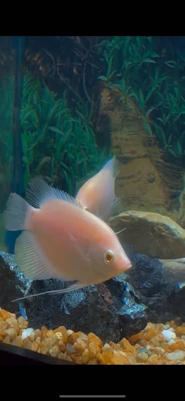 Angel , albino arowana , severum ,  duboisi ciclid , oscar 2