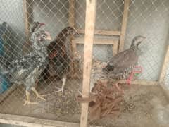 chackor hen chicks and Australia parrot breeder pair