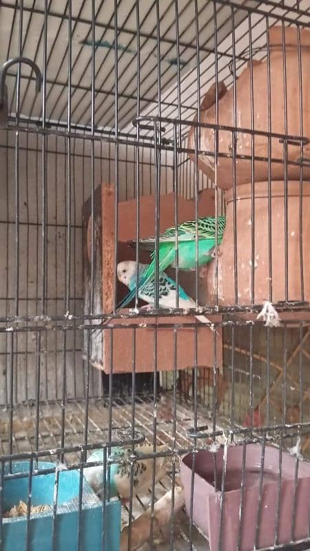 chackor hen chicks and Australia parrot breeder pair 3