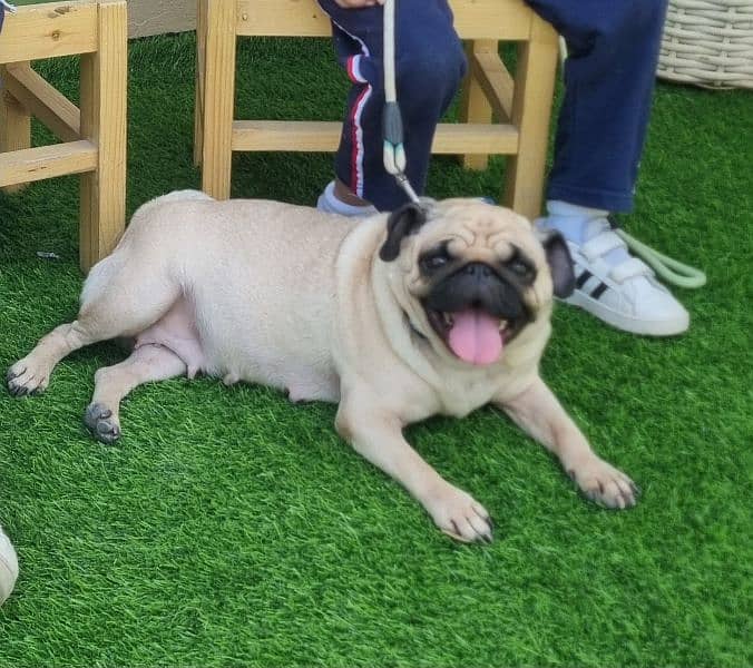 Need to sale my pug female 0