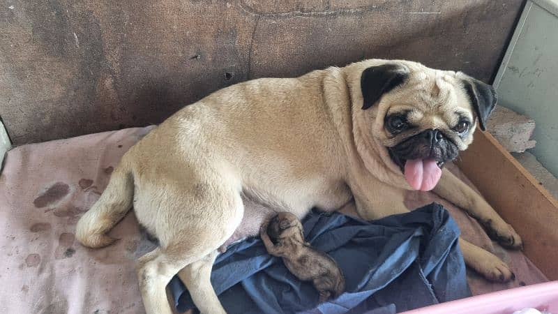 Need to sale my pug female 1