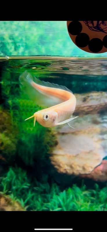 severum , oscar , gourami, koi angel , arowana , redtail catfish 4