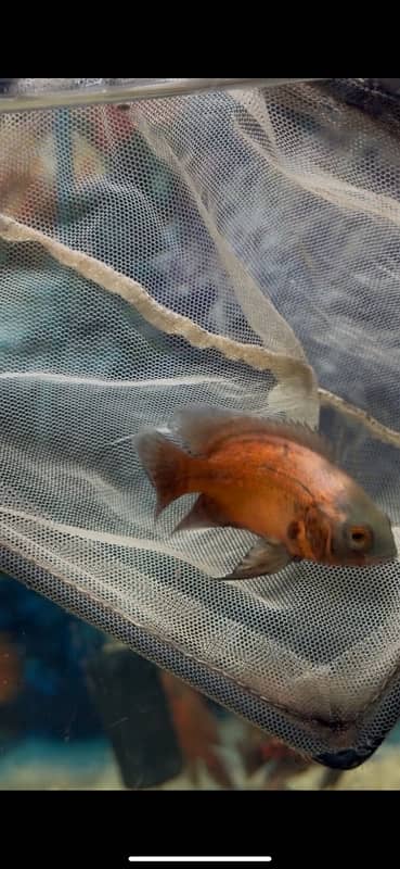 severum , oscar , gourami, koi angel , arowana , redtail catfish 17