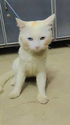 Persian Male Cat