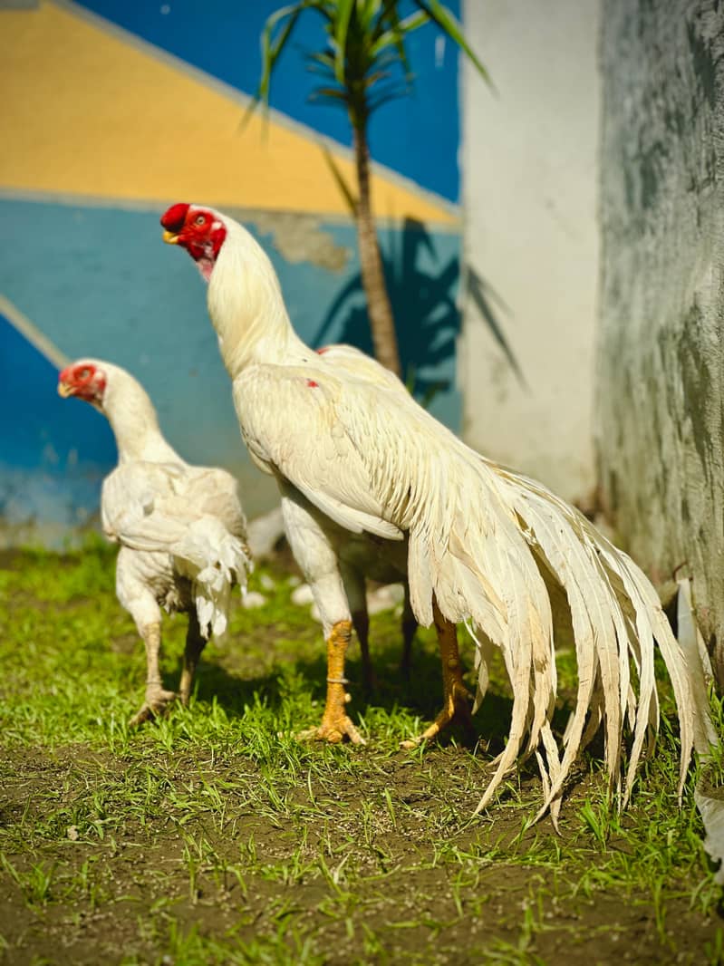 Aseel / Indian Parrot beak / Chicks / Hens / Hopeland Fancy Bids 10