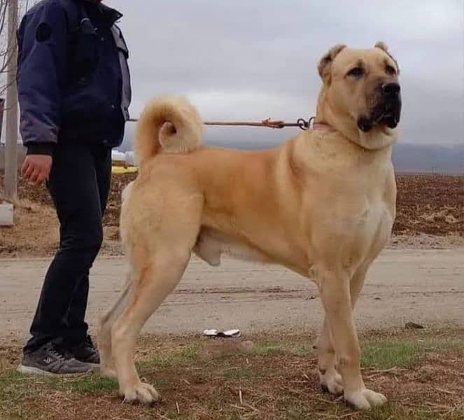 pure kadhy afghany breed 2 male age 2 month for sale sequrty dogs 2