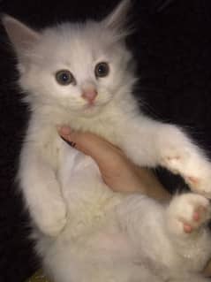 persian kitten urgent sale