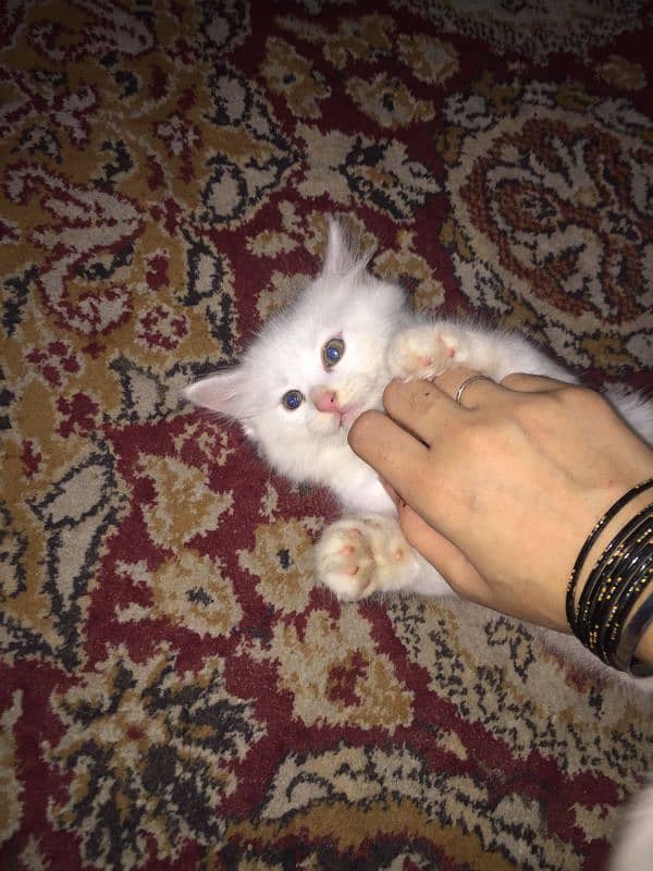 persian kitten urgent sale 1