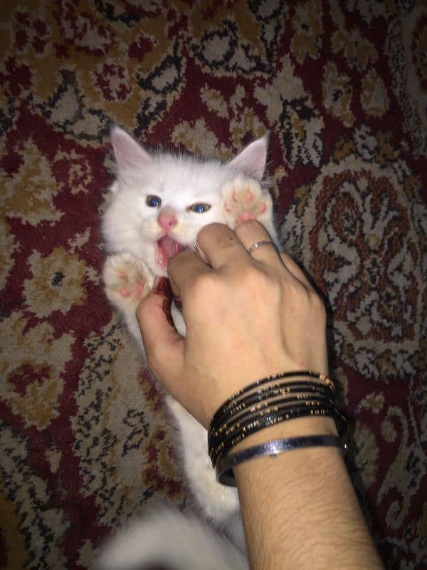 persian kitten urgent sale 2