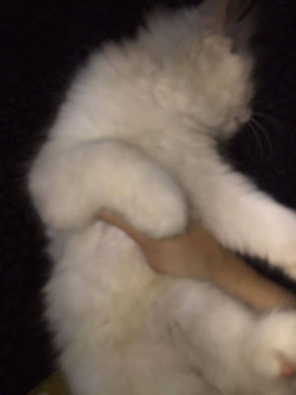 persian kitten urgent sale 3