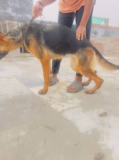 German shepherd female for sale