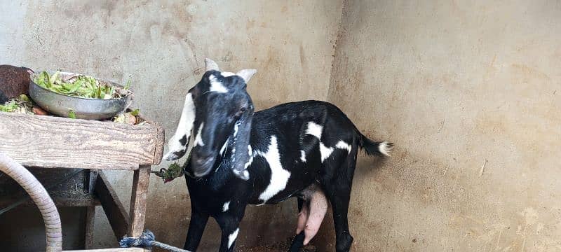 doodh wali bakri 4