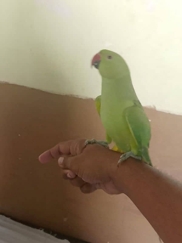 talking parrot 1