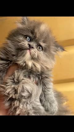 Persian punch face female kitten