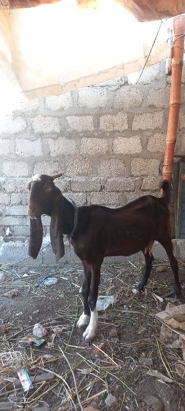 bakri 4 dant 2