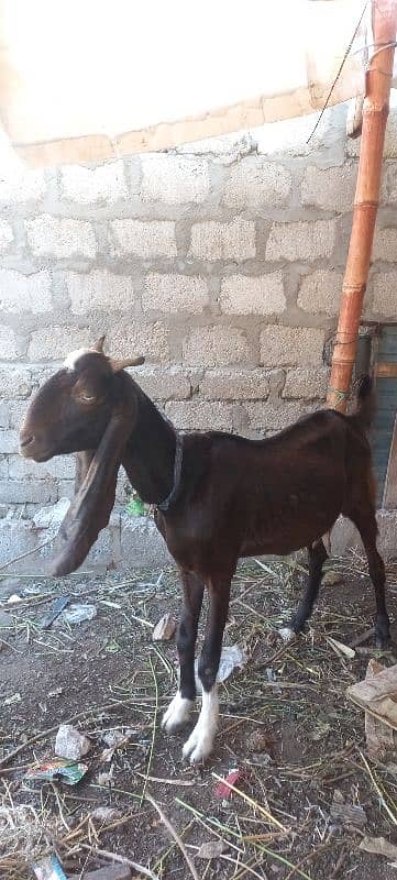 bakri 4 dant 3