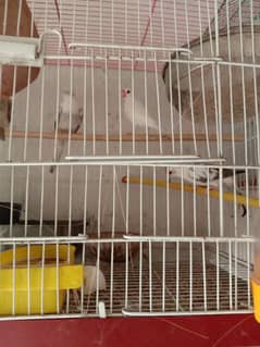 java finch breeder male and pide dove breeder pair