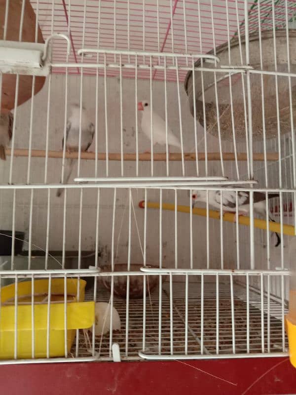 java finch breeder male and pide dove breeder pair 0