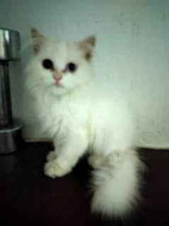 Good Quality Odd eye Persian Kitten available