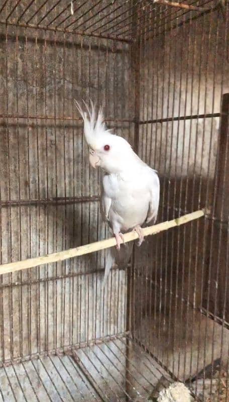 White face fellow male and other parrots 14